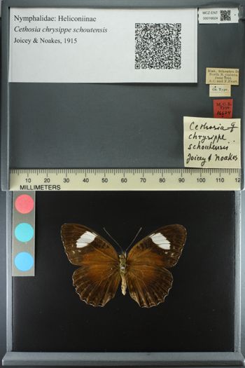 Media type: image;   Entomology 16624